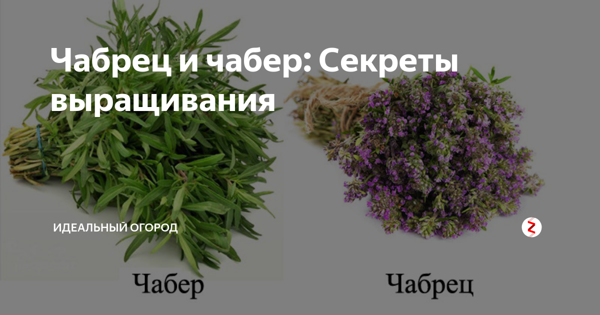 Тимьян или чабрец, выращивание и применение | во саду и в огороде