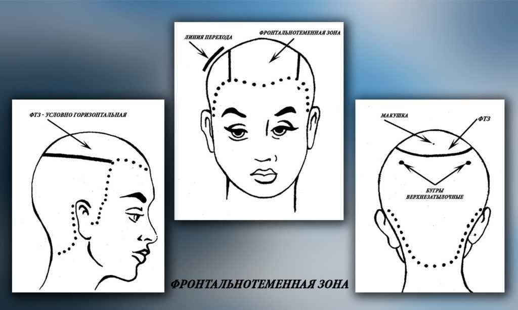 Зона стрижка. Зоны волосяного Покрова головы схема. Деление волосяного Покрова головы на проборы. Фронтально теменная зона головы. Части головы для парикмахеров.